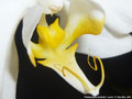Photo : Phalaenopsis amabilis