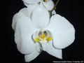 Photo : Phalaenopsis amabilis