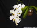 Photo : Phalaenopsis amabilis