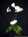 Photo : Phalaenopsis amabilis