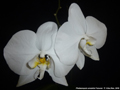 Photo : Phalaenopsis amabilis