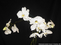 Photo : Phalaenopsis amabilis