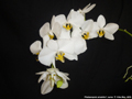 Photo : Phalaenopsis amabilis