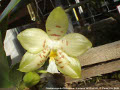Photo : Phalaenopsis Gelblieber