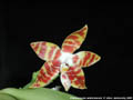 Photo : Phalaenopsis amboinensis