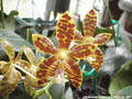 Photo : Phalaenopsis Mambo