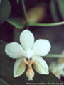 Croisement inverse : amboinensis x stuartiana
