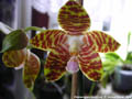 Photo : Phalaenopsis David Lim