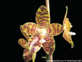 Photo : Phalaenopsis David Lim