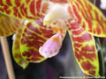 Photo : Phalaenopsis David Lim