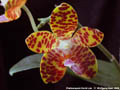 Photo : Phalaenopsis David Lim