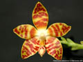 Photo : Phalaenopsis amboinensis