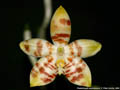 Photo : Phalaenopsis amboinensis