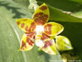 Photo : Phalaenopsis amboinensis