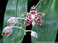 Photo : Phalaenopsis amboinensis