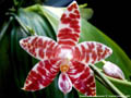 Photo : Phalaenopsis amboinensis