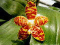 Photo : Phalaenopsis amboinensis