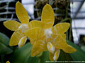 Photo : Phalaenopsis amboinensis