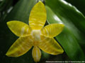 Photo : Phalaenopsis amboinensis