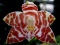 Photo : Phalaenopsis amboinensis