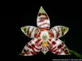 Photo : Phalaenopsis amboinensis