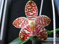 Photo : Phalaenopsis David Lim