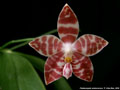 Photo : Phalaenopsis amboinensis