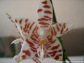 Photo : Phalaenopsis amboinensis