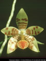Photo : Phalaenopsis Amblearis