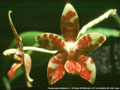 Photo : Phalaenopsis Amblearis
