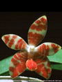 Photo : Phalaenopsis Amblearis