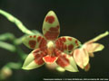 Photo : Phalaenopsis Amblearis