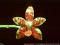 Photo : Phalaenopsis Amblearis