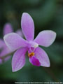 Photo : Phalaenopsis Yverdon les Bains