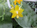 Photo : Phalaenopsis amboinensis