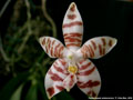 Photo : Phalaenopsis amboinensis