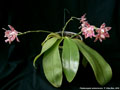 Photo : Phalaenopsis amboinensis
