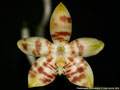 Photo : Phalaenopsis amboinensis