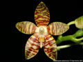 Photo : Phalaenopsis amboinensis