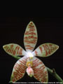 Photo : Phalaenopsis Macassar