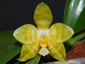 Photo : Phalaenopsis Gelblieber