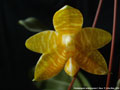 Photo : Phalaenopsis amboinensis