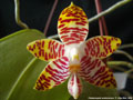 Photo : Phalaenopsis amboinensis