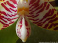 Photo : Phalaenopsis amboinensis