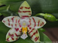 Photo : Phalaenopsis Gelblieber