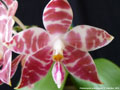 Photo : Phalaenopsis amboinensis
