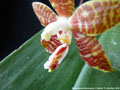Photo : Phalaenopsis amboinensis