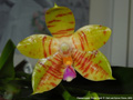 Photo : Phalaenopsis Flores Gold