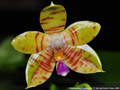 Photo : Phalaenopsis Flores Gold
