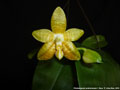 Photo : Phalaenopsis amboinensis